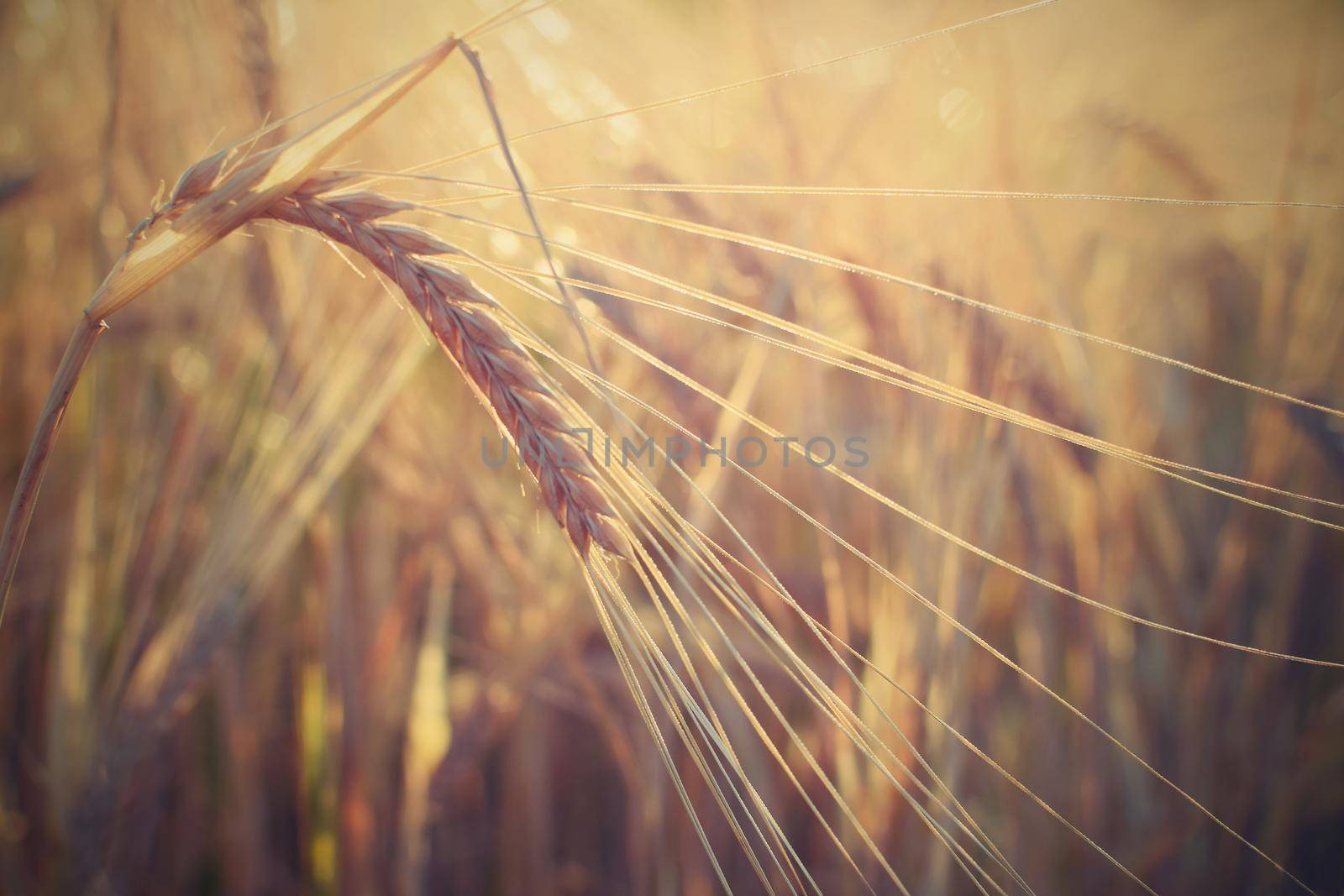 Field with barley at harvest at sunset. Closeup on golden wheat field. by Montypeter