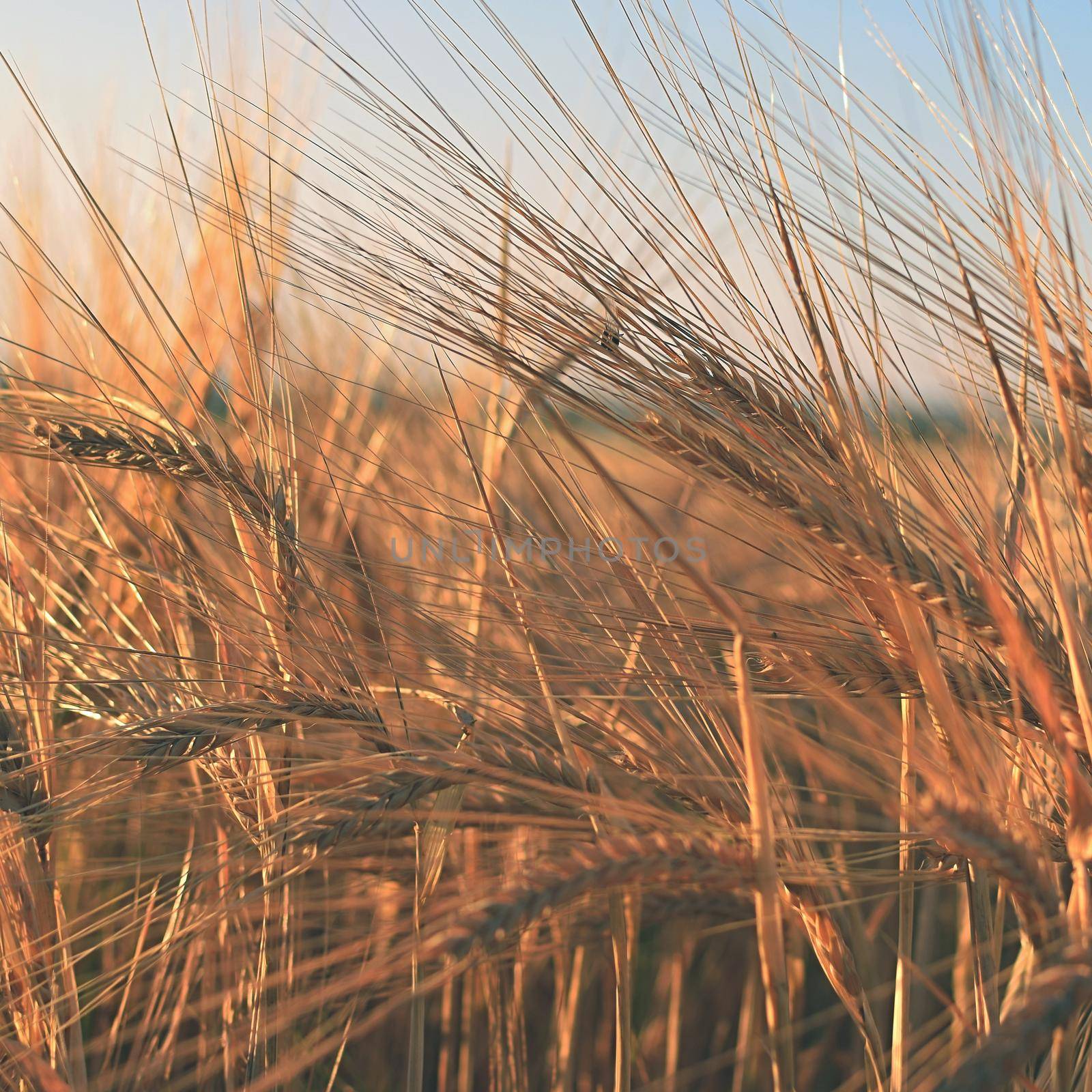 Field with barley at harvest at sunset. Closeup on golden wheat field. by Montypeter