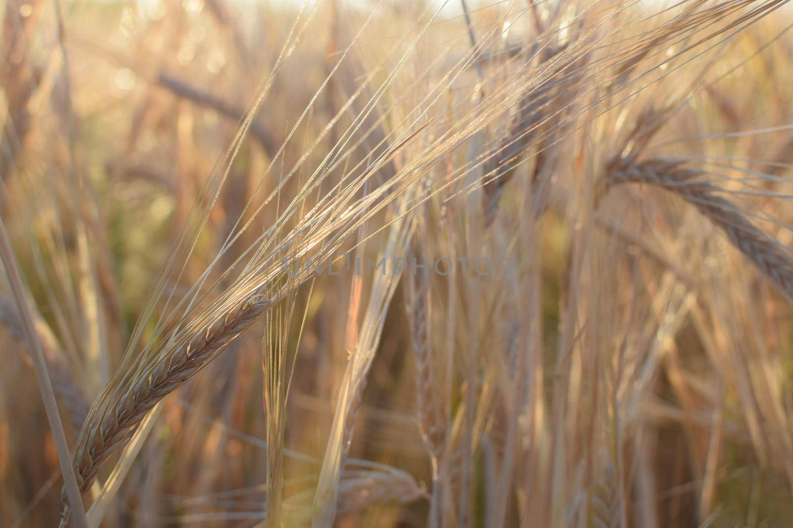 Field with barley at harvest at sunset. Closeup on golden wheat field. by Montypeter