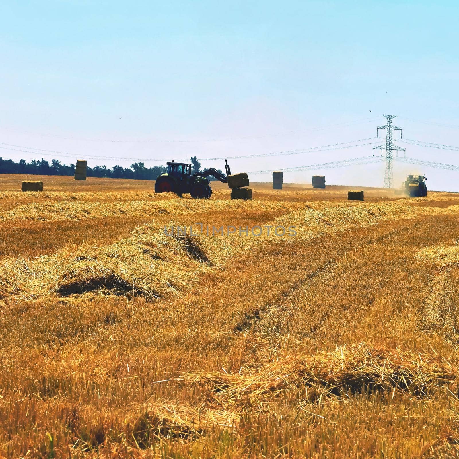 Harvester agriculture machine harvesting golden ripe corn field. Tractor - hay and straw,  traditional summer background with an industrial theme. by Montypeter