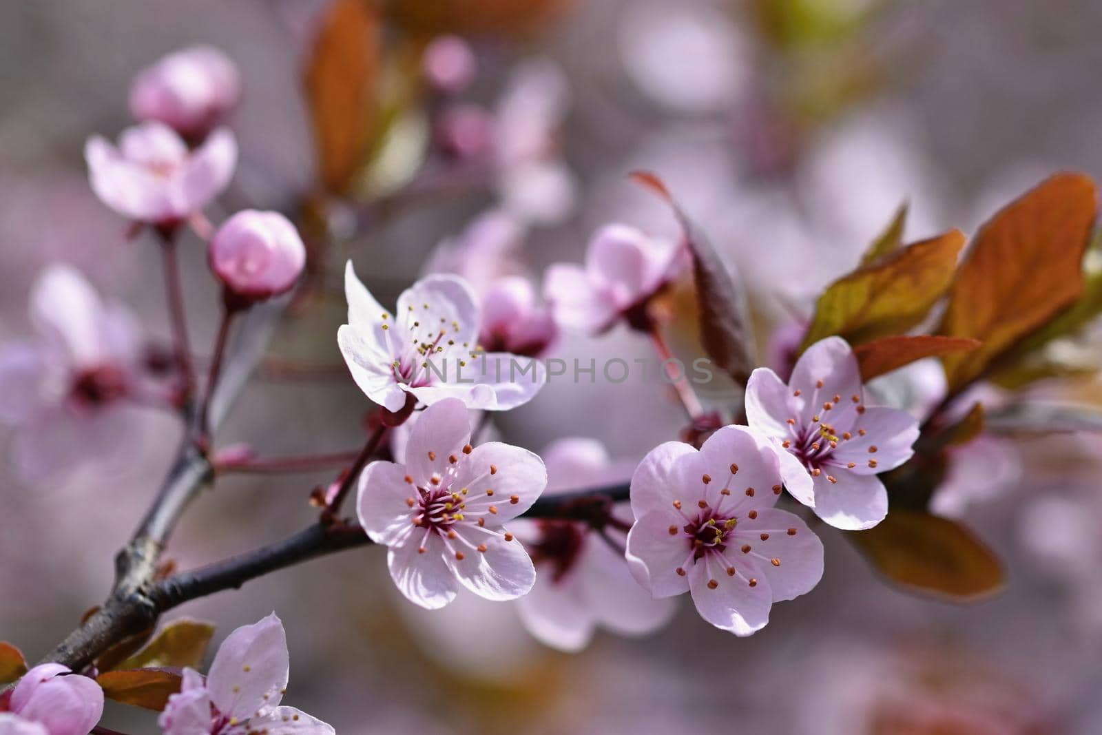 Spring flowers. Beautifully blossoming tree branch. Cherry - Sakura and sun with a natural colored background. by Montypeter