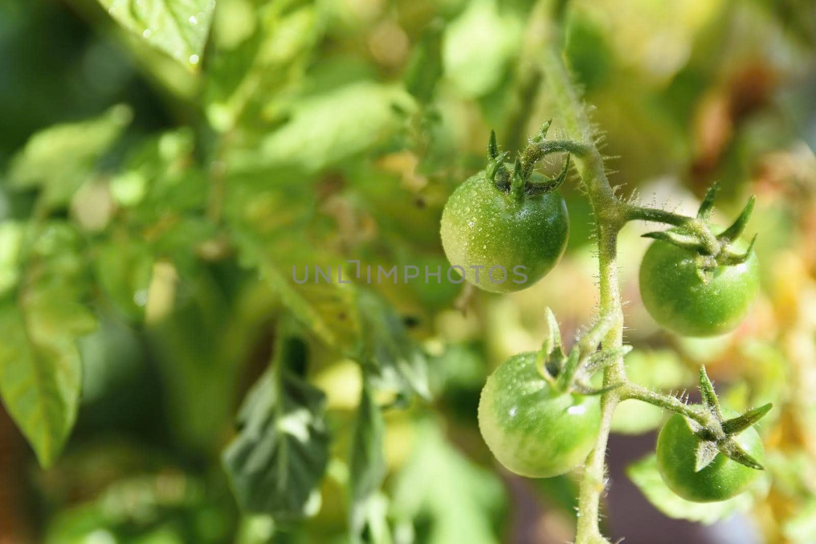 Fresh green tomatoes plants. Flowering tomato. by Montypeter