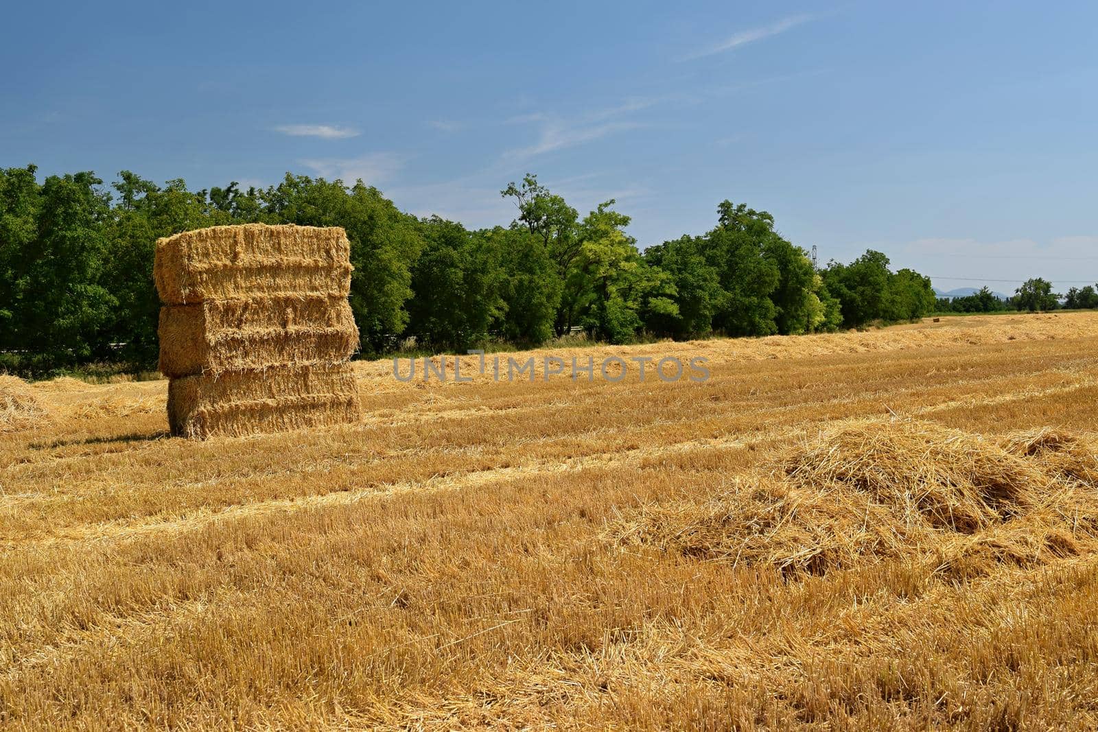 Harvester agriculture machine harvesting golden ripe corn field. Tractor - hay and straw,  traditional summer background with an industrial theme. by Montypeter