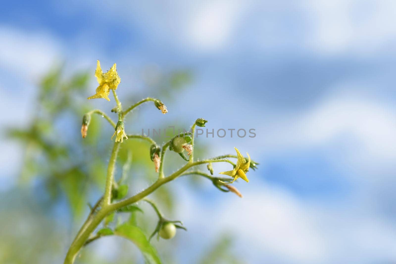 Fresh green tomatoes plants. Flowering tomato. by Montypeter