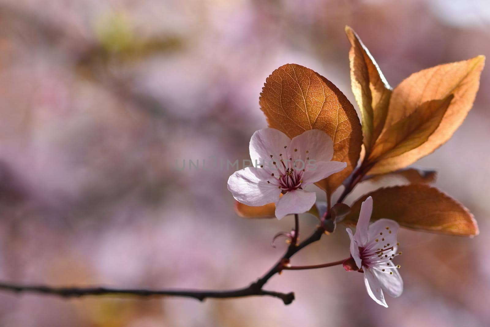 Spring flowers. Beautifully blossoming tree branch. Cherry - Sakura and sun with a natural colored background. by Montypeter