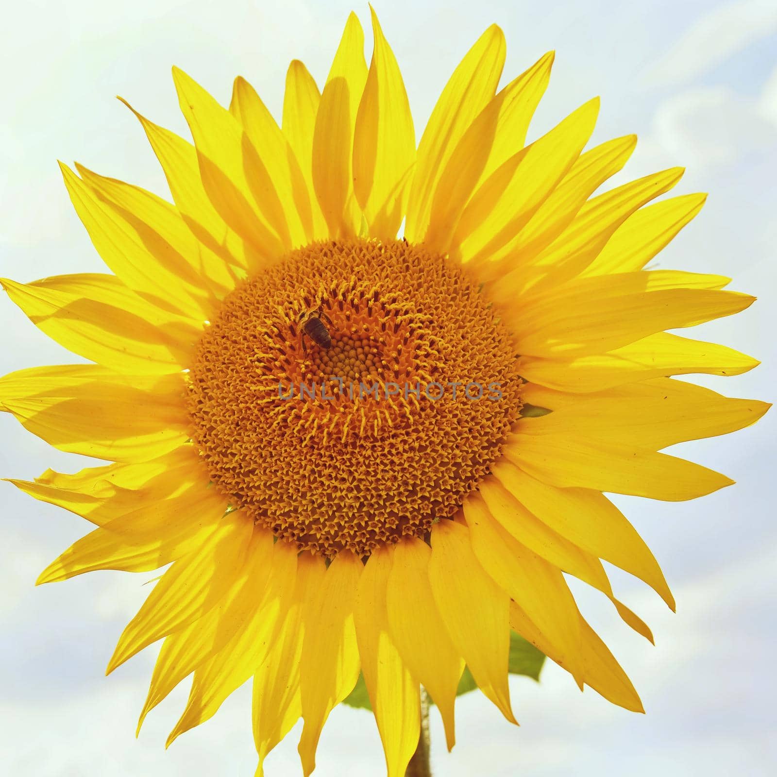 Sunflowers blooming in farm - field with blue sky and clouds. Beautiful natural colored background. Flower in nature. by Montypeter