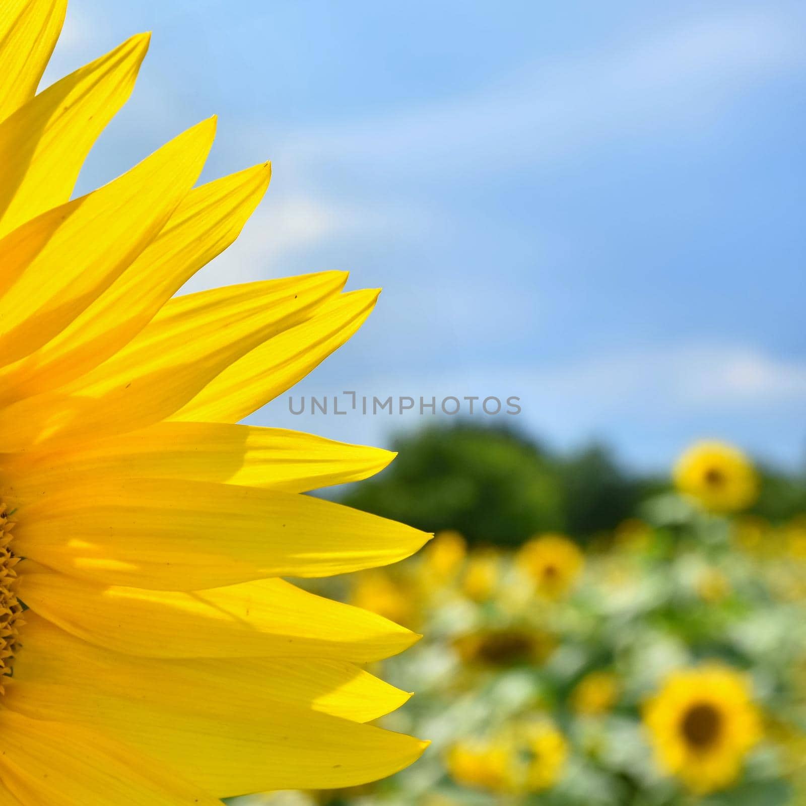 Sunflowers blooming in farm - field with blue sky and clouds. Beautiful natural colored background. Flower in nature. by Montypeter