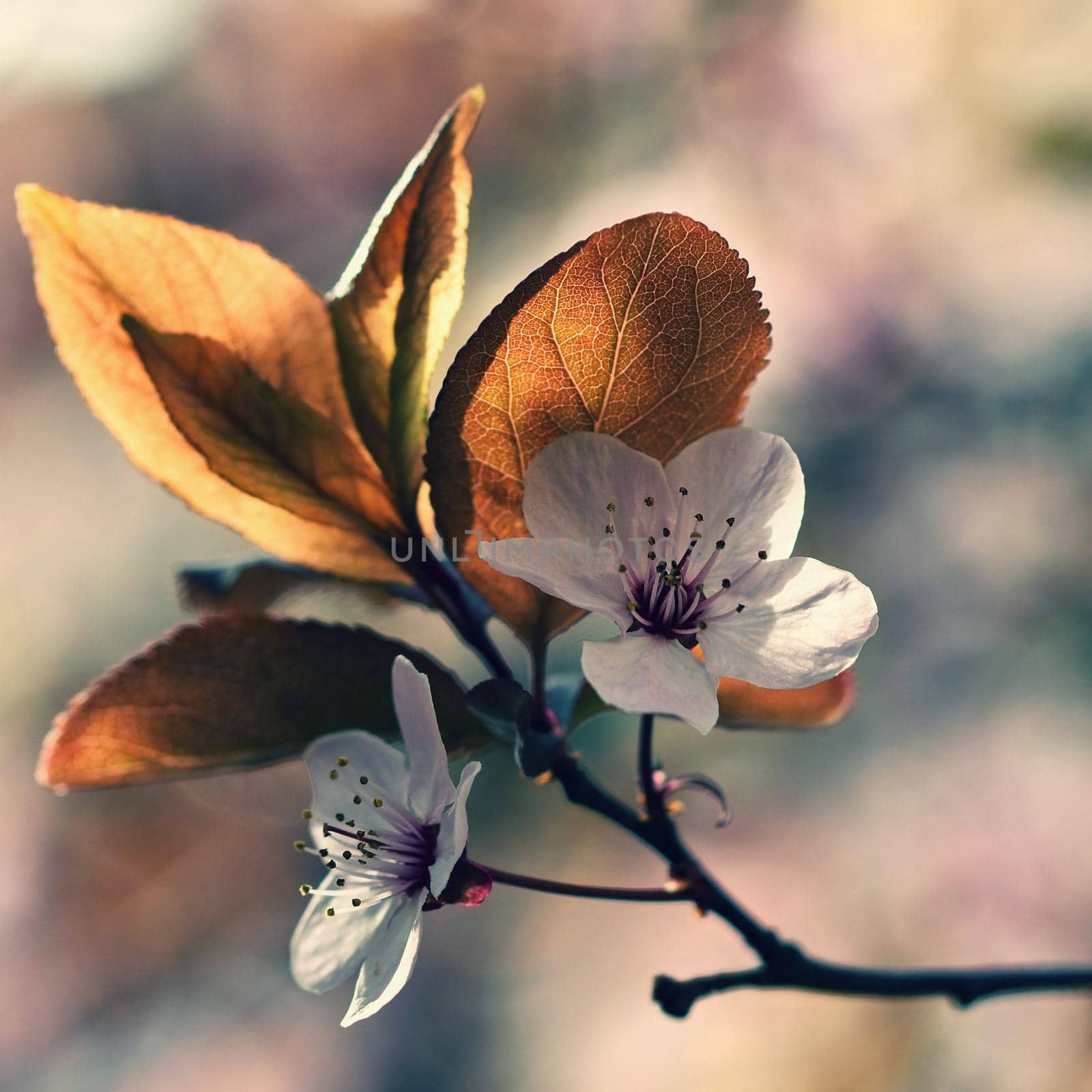 Spring flowers. Beautifully blossoming tree branch. Cherry - Sakura and sun with a natural colored background.