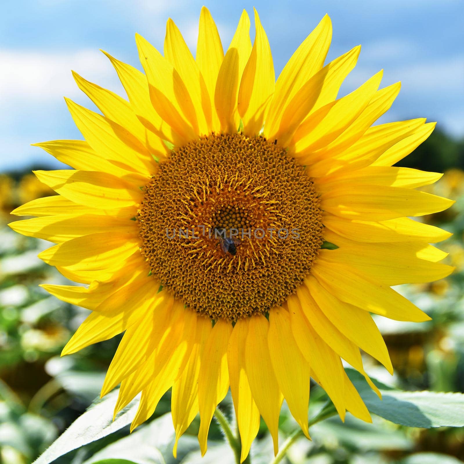 Sunflowers blooming in farm - field with blue sky and clouds. Beautiful natural colored background. Flower in nature. by Montypeter