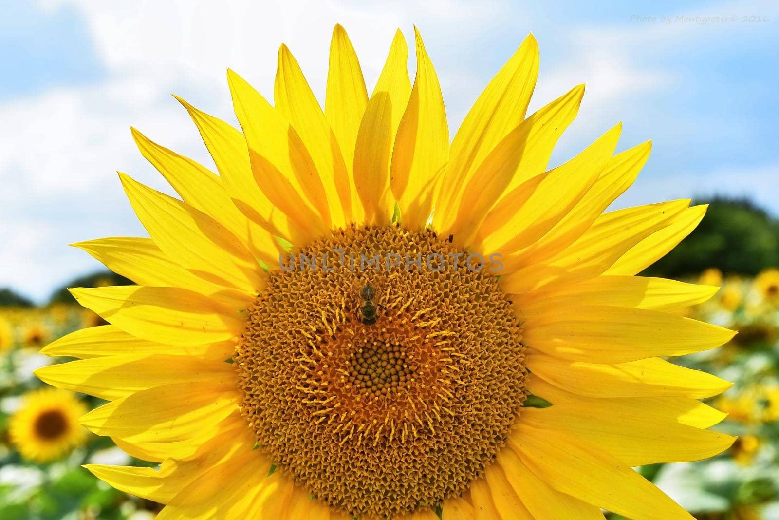 Sunflowers blooming in farm - field with blue sky and clouds. Beautiful natural colored background. Flower in nature. by Montypeter