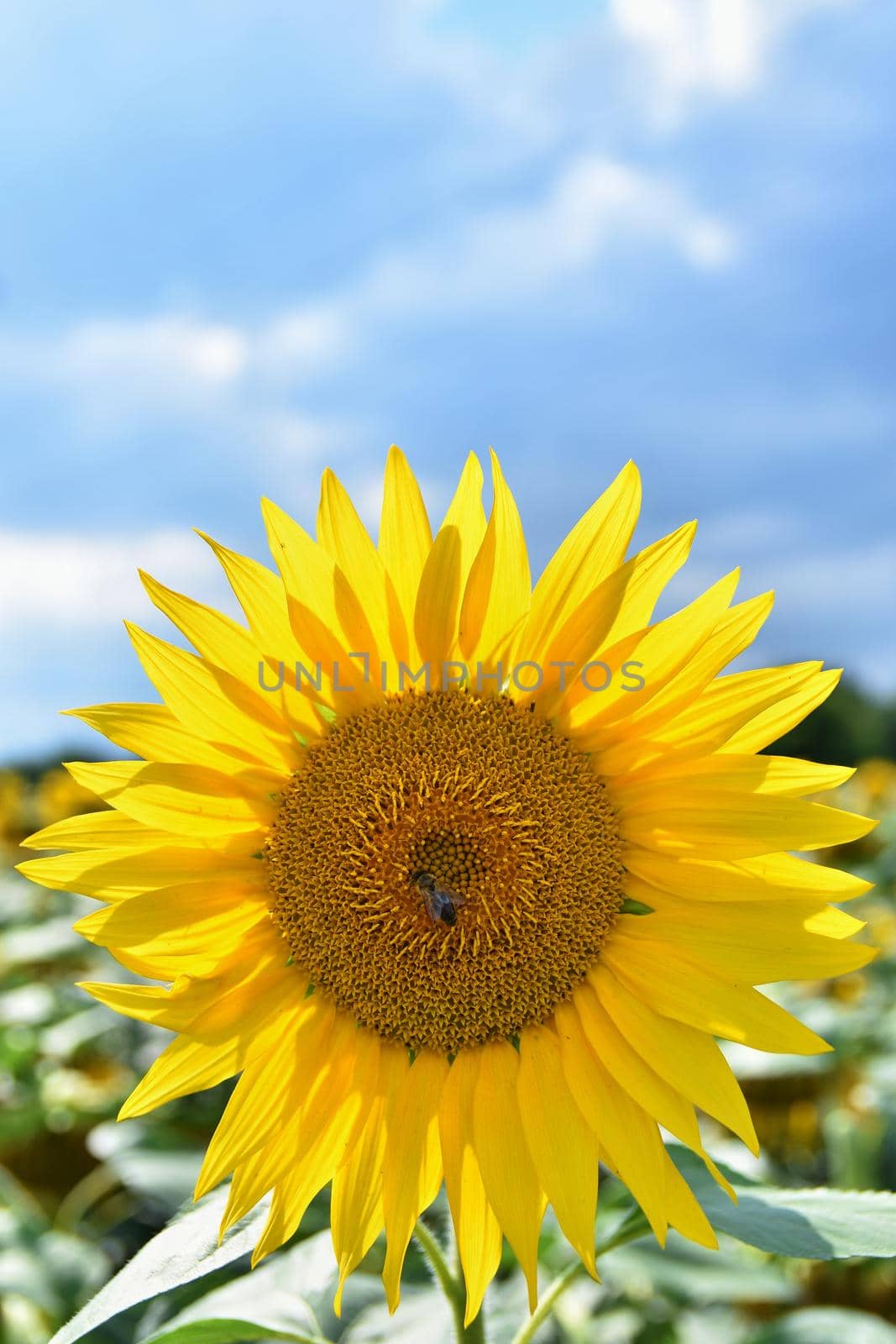 Sunflowers blooming in farm - field with blue sky Beautiful natural colored background. Nature.