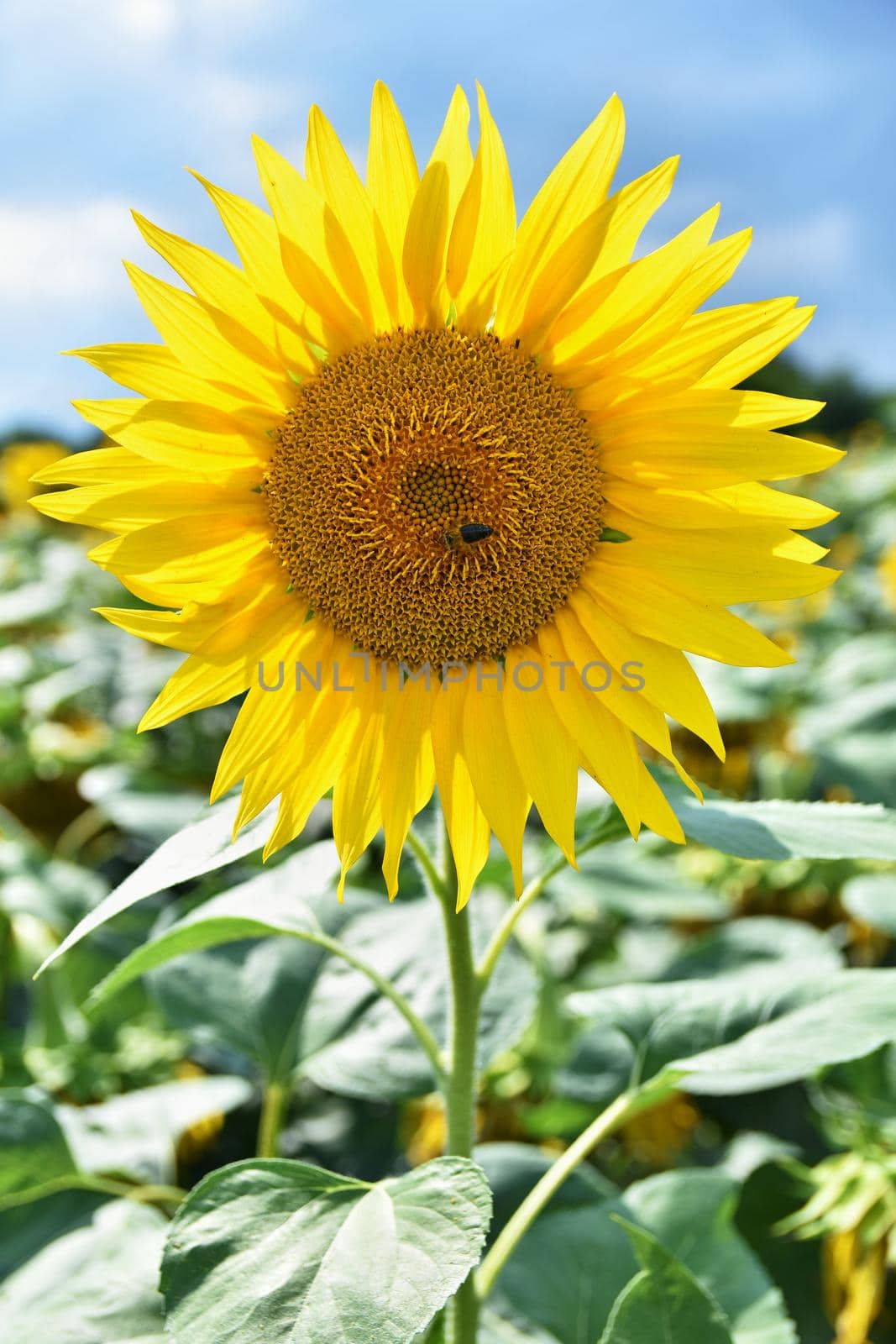 Sunflowers blooming in farm - field with blue sky and clouds. Beautiful natural colored background. Flower in nature. by Montypeter