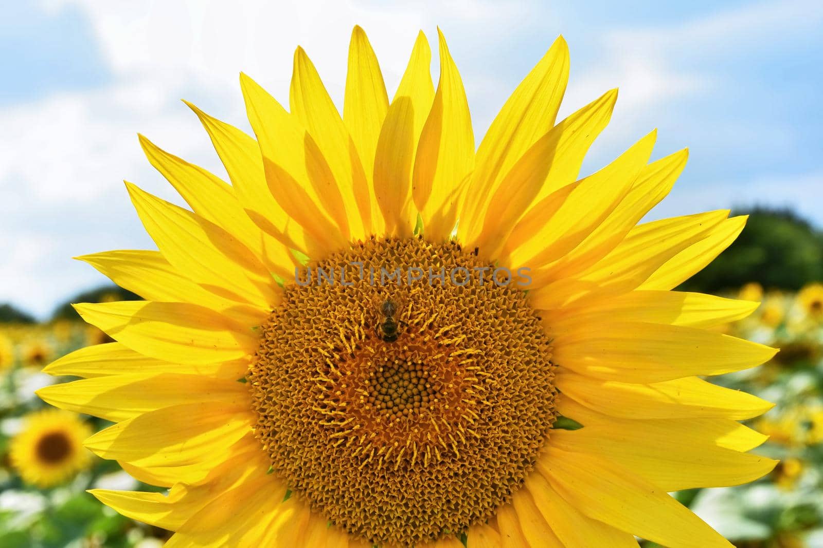 Sunflowers blooming in farm - field with blue sky and clouds. Beautiful natural colored background. Flower in nature. by Montypeter