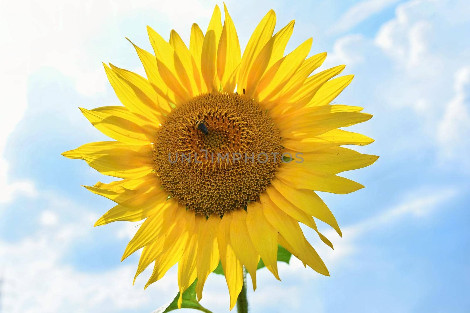 Sunflowers blooming in farm - field with blue sky and clouds. Beautiful natural colored background. Flower in nature. by Montypeter