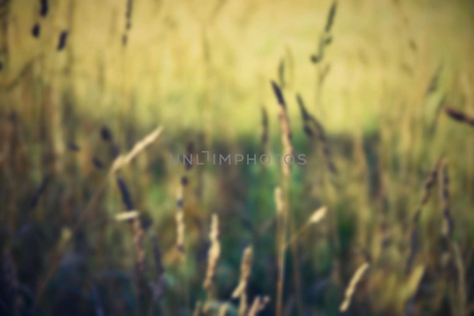 Blurred background nature. Retro filter.
