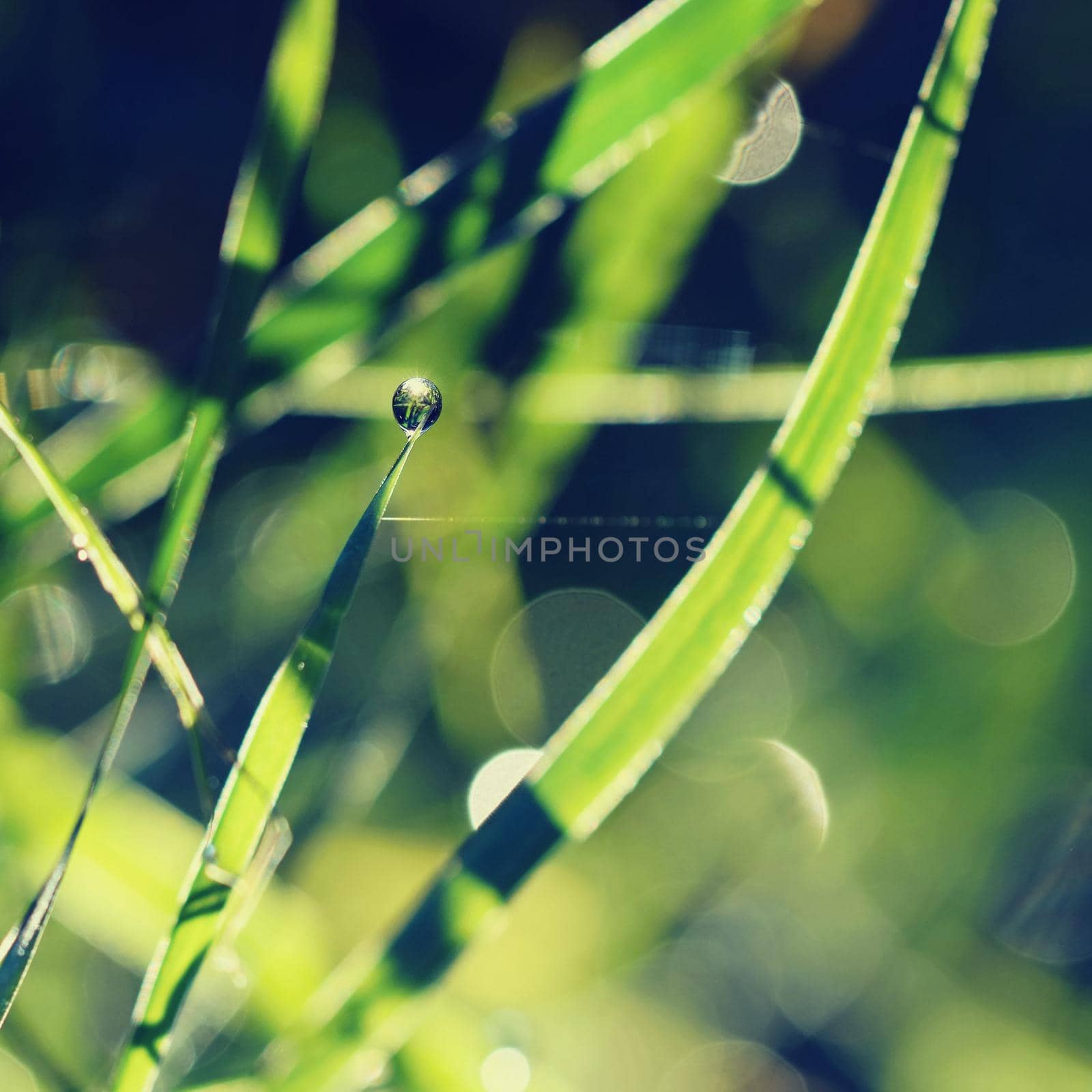 Dew on the grass. Beautiful natural colored background. Morning time in nature. by Montypeter