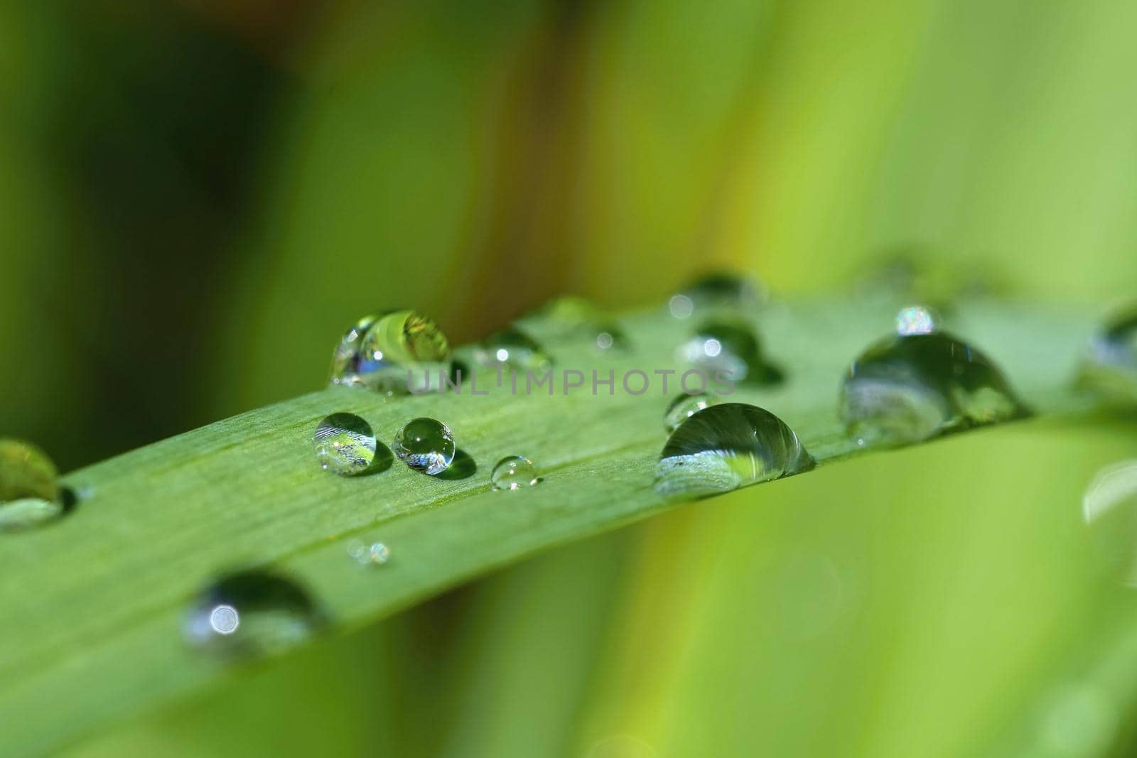 Dew on the grass. Beautiful natural colored background. Morning time in nature.