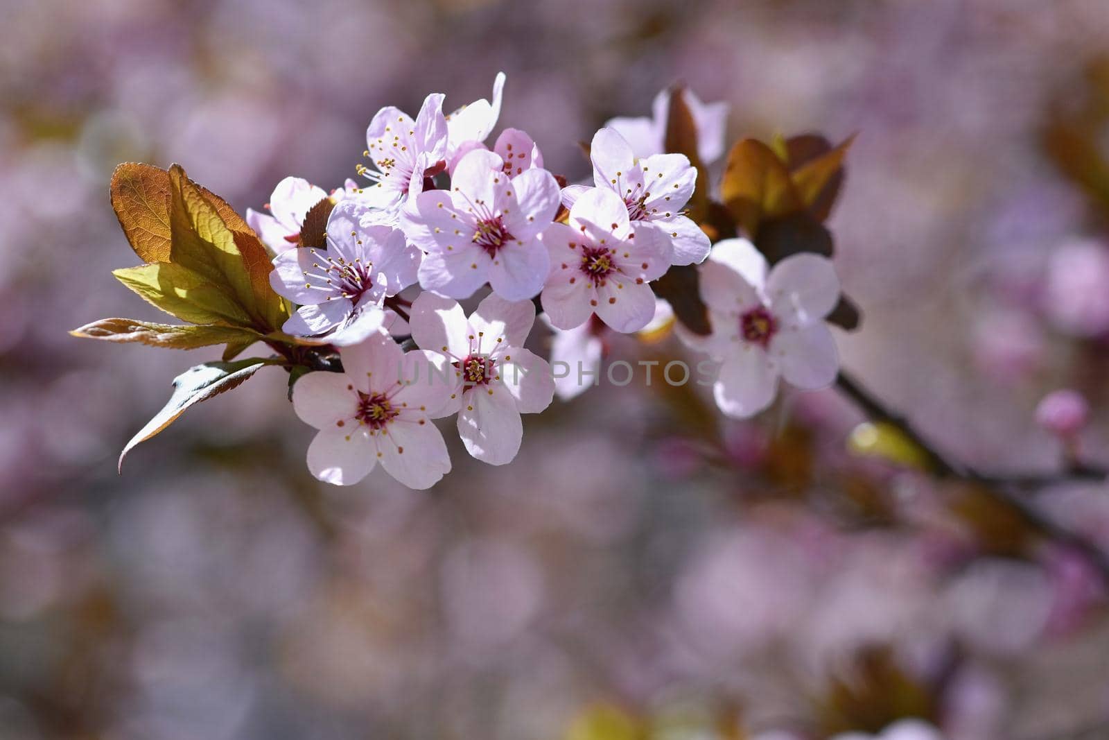 Spring flowers. Beautifully blossoming tree branch. Cherry - Sakura and sun with a natural colored background. by Montypeter