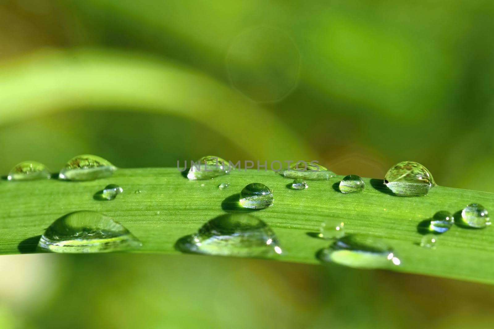 Dew on the grass. Beautiful natural colored background. Morning time in nature.