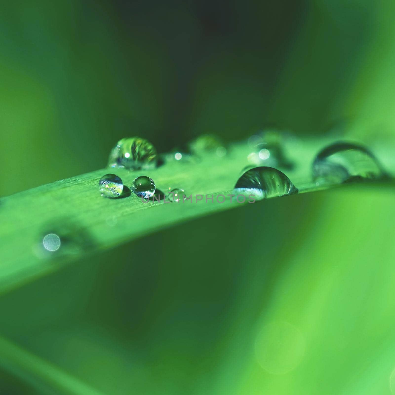 Dew on the grass. Beautiful natural colored background. Morning time in nature.