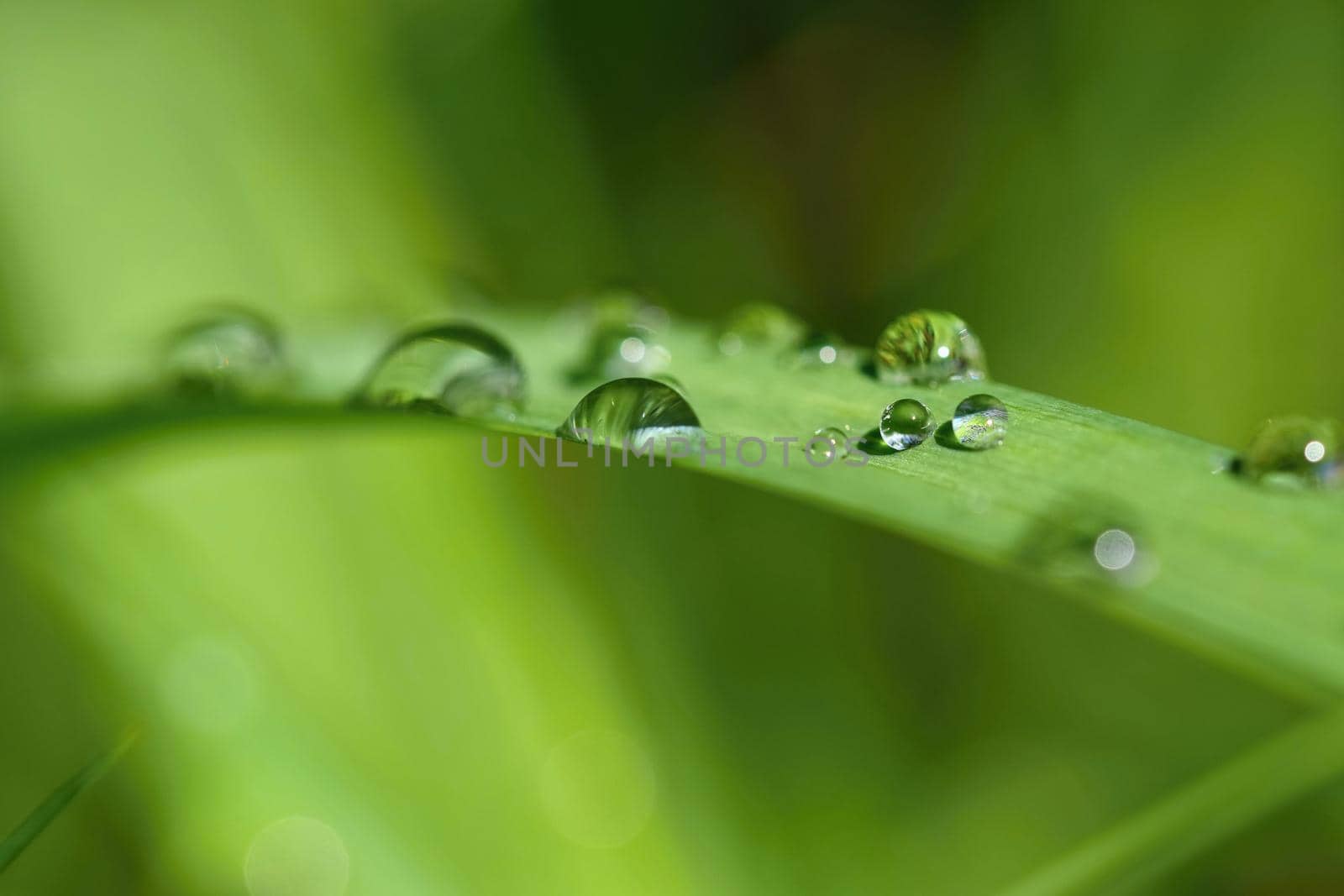 Dew on the grass. Beautiful natural colored background. Morning time in nature.