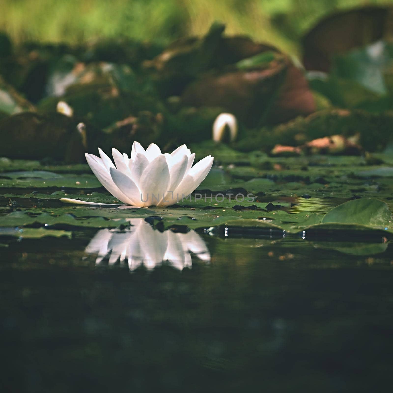 Beautiful blooming flower - white water lily on a pond. (Nymphaea alba) Natural colored blurred background. by Montypeter