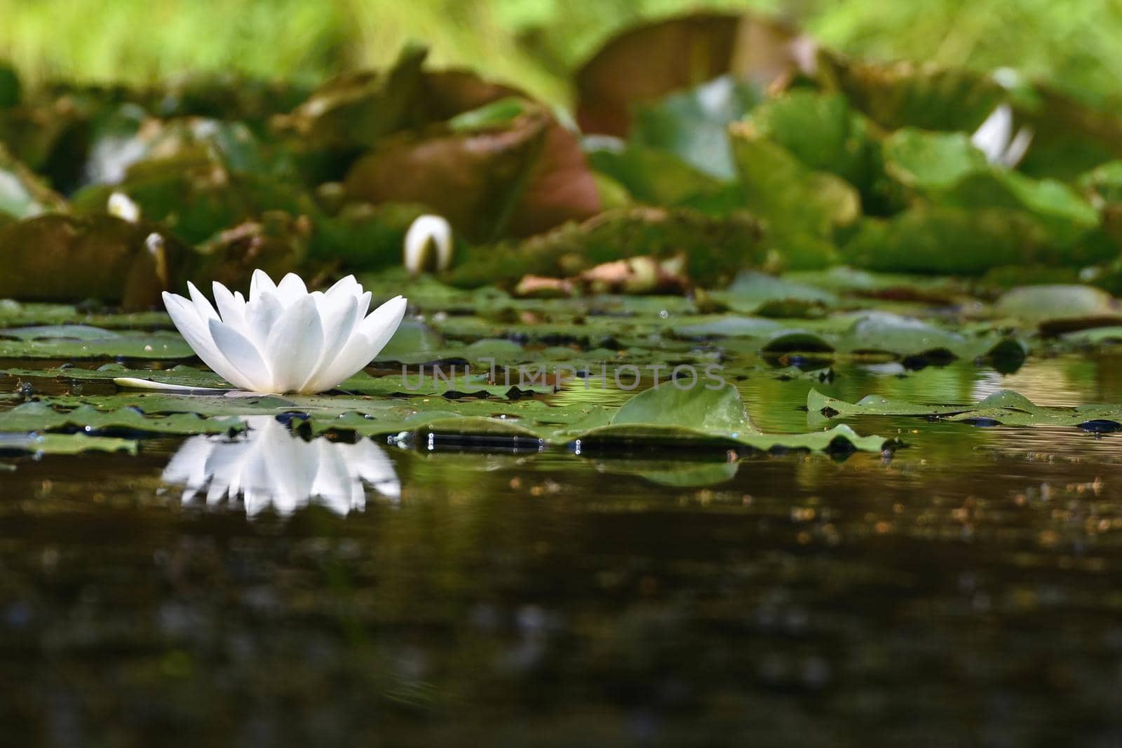 Beautiful blooming flower - white water lily on a pond. (Nymphaea alba) Natural colored blurred background.