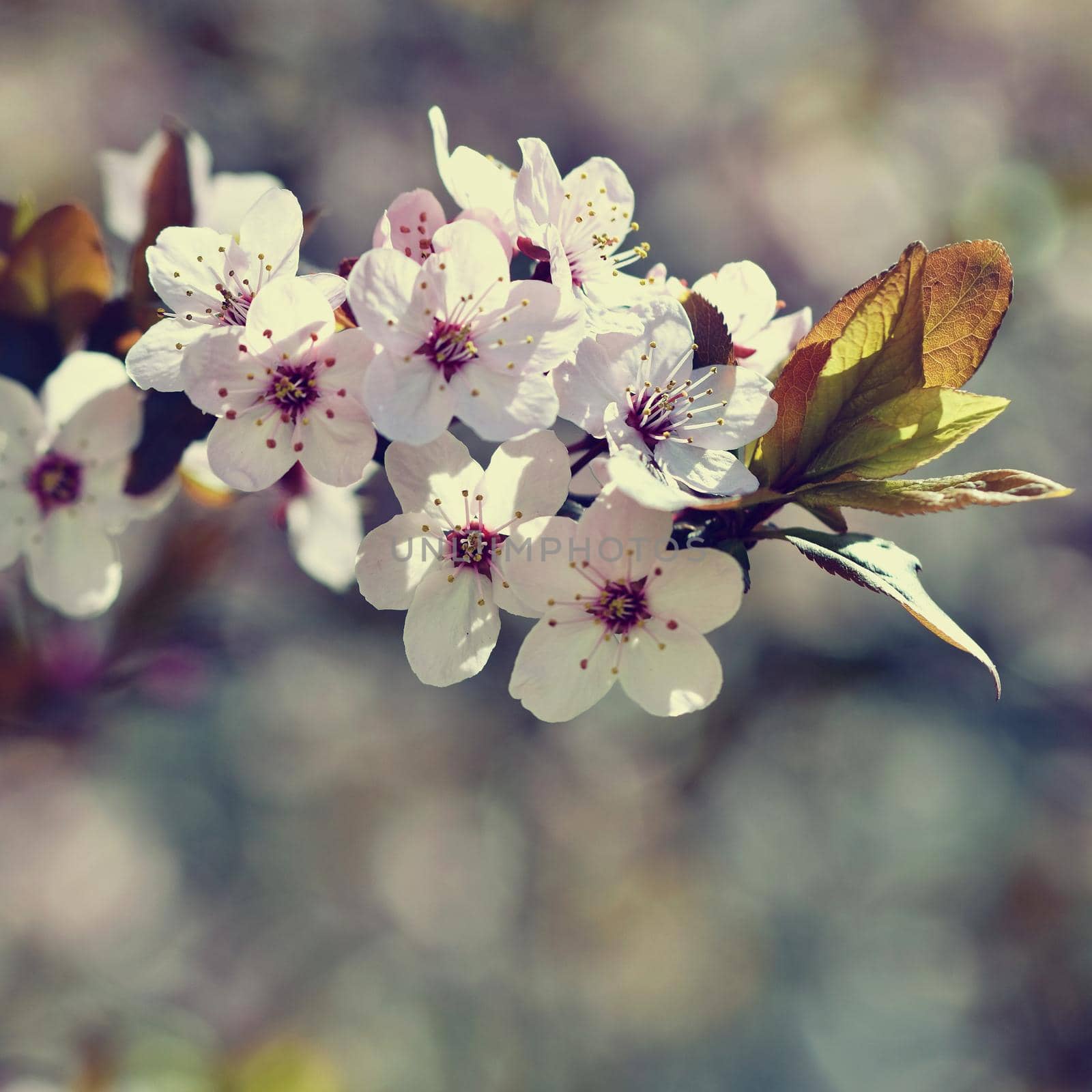 Spring flowers. Beautifully blossoming tree branch. Cherry - Sakura and sun with a natural colored background.