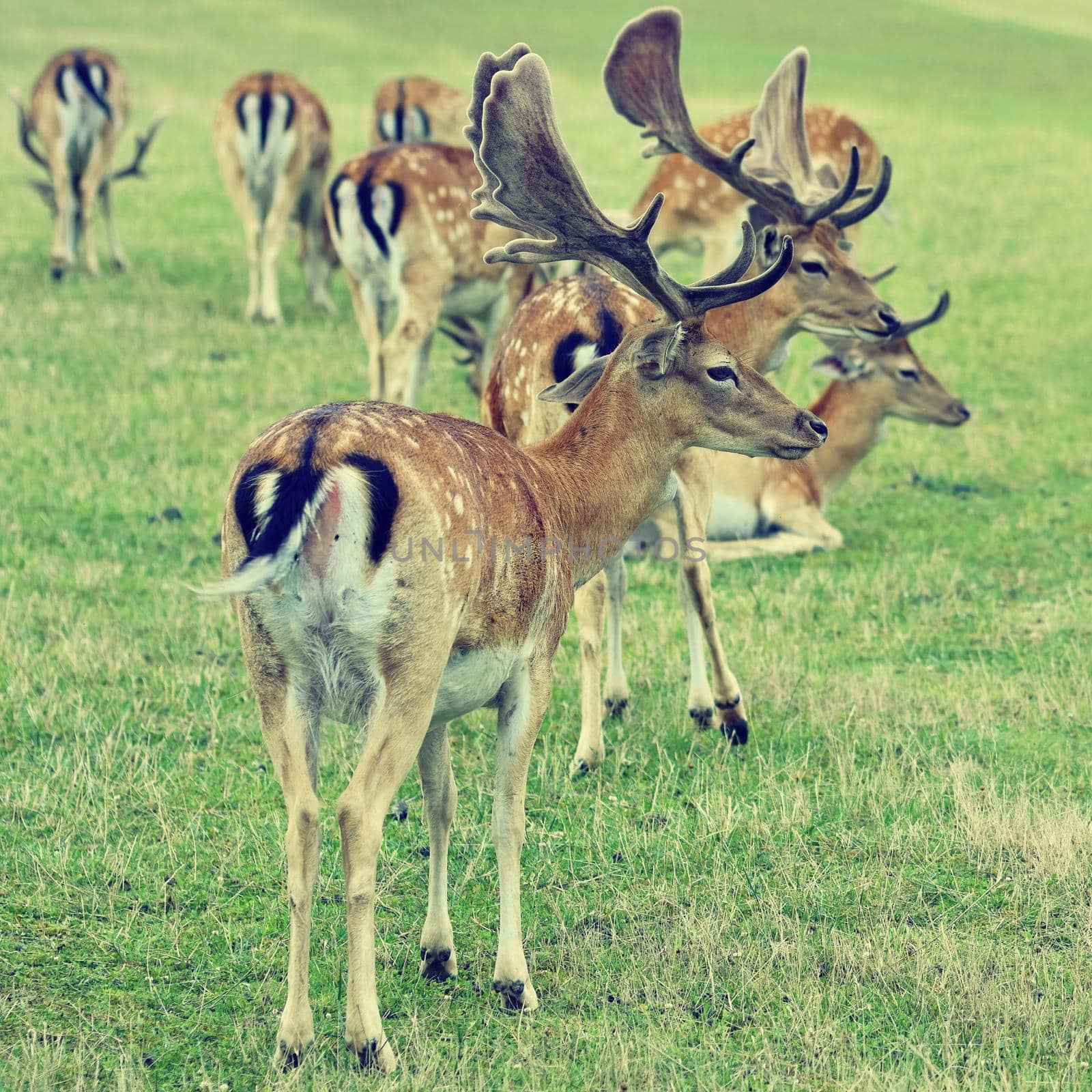 Fallow - fallow deer. (Dama dama ) Beautiful natural background with animals. Forest and sunset. Brno - Czech Republic - Europe. Animal - nature