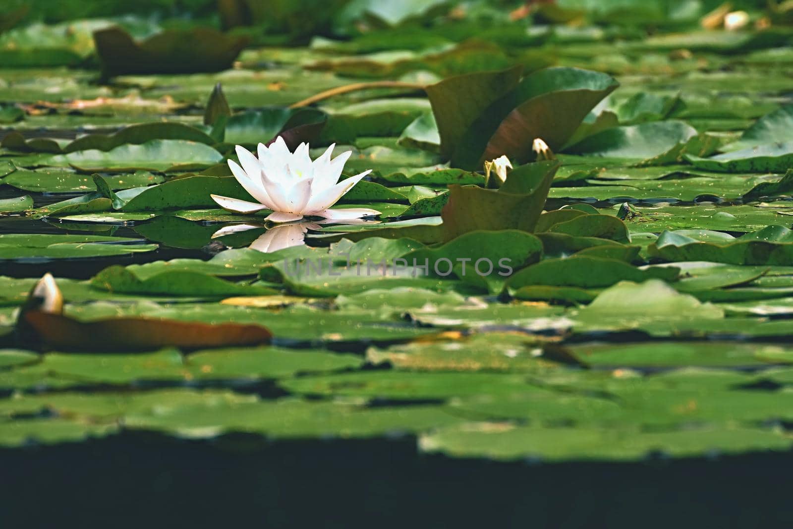 Beautiful blooming flower - white water lily on a pond. (Nymphaea alba) Natural colored blurred background. by Montypeter