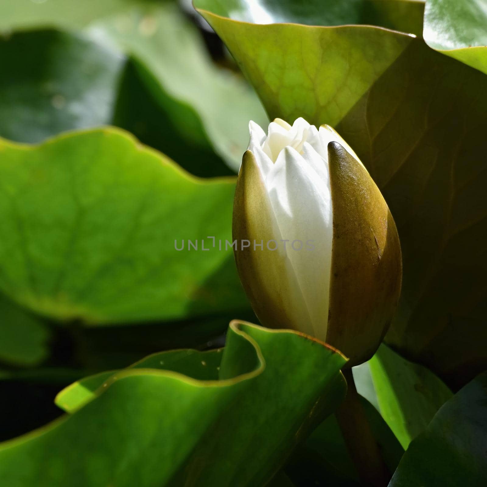 Beautiful blooming flower - white water lily on a pond. (Nymphaea alba) Natural colored blurred background. by Montypeter