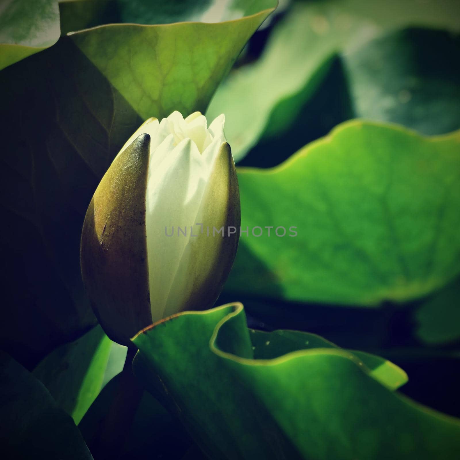 Beautiful blooming flower - white water lily on a pond. (Nymphaea alba) Natural colored blurred background. by Montypeter