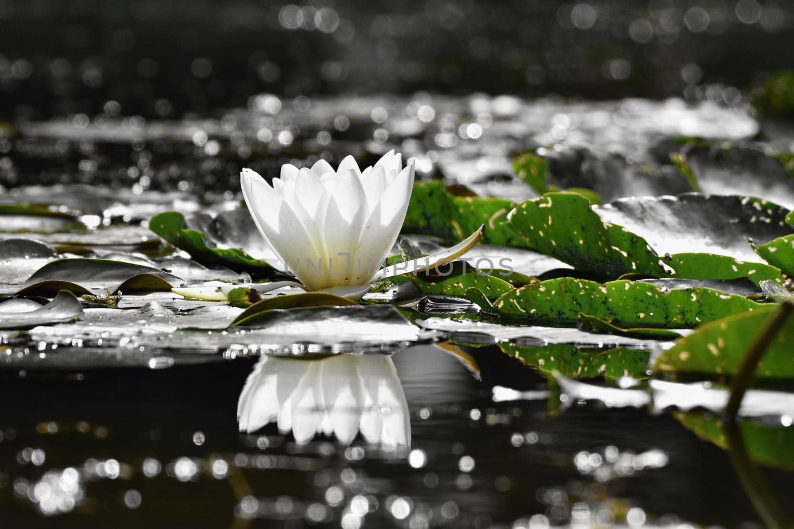 Beautiful blooming flower - white water lily on a pond. (Nymphaea alba) Natural colored blurred background. by Montypeter