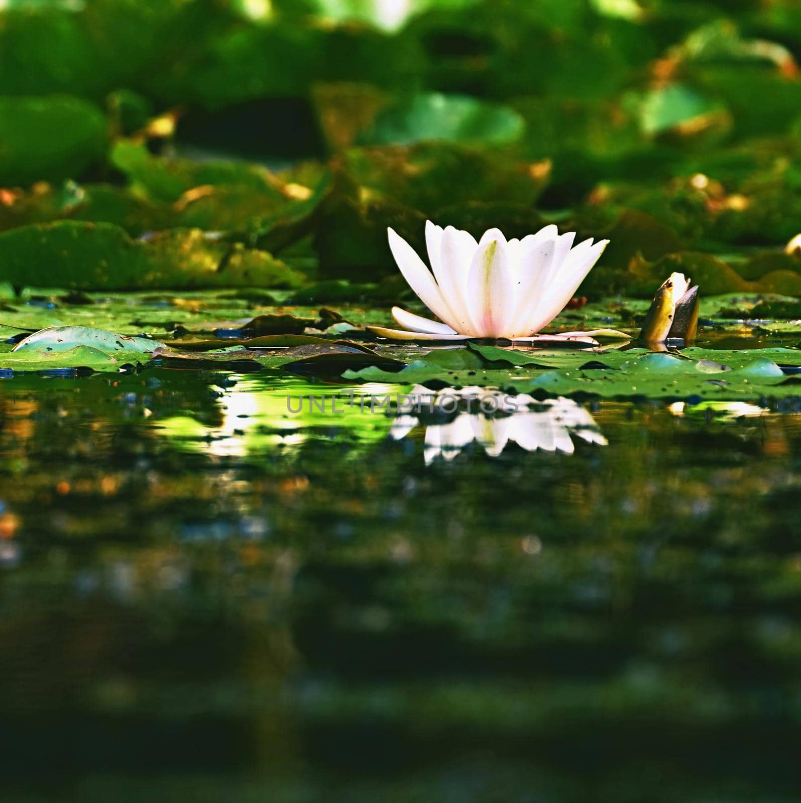 Beautiful blooming flower - white water lily on a pond. (Nymphaea alba) Natural colored blurred background. by Montypeter