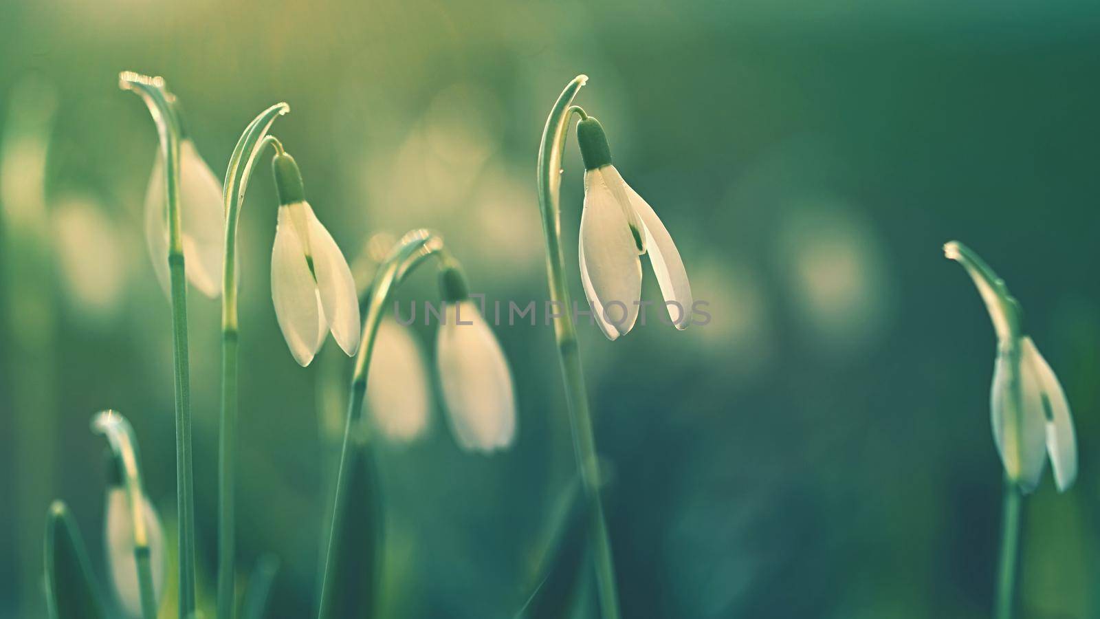 Spring flowers - snowdrops. Beautifully blooming in the grass at sunset. Amaryllidaceae - Galanthus nivalis