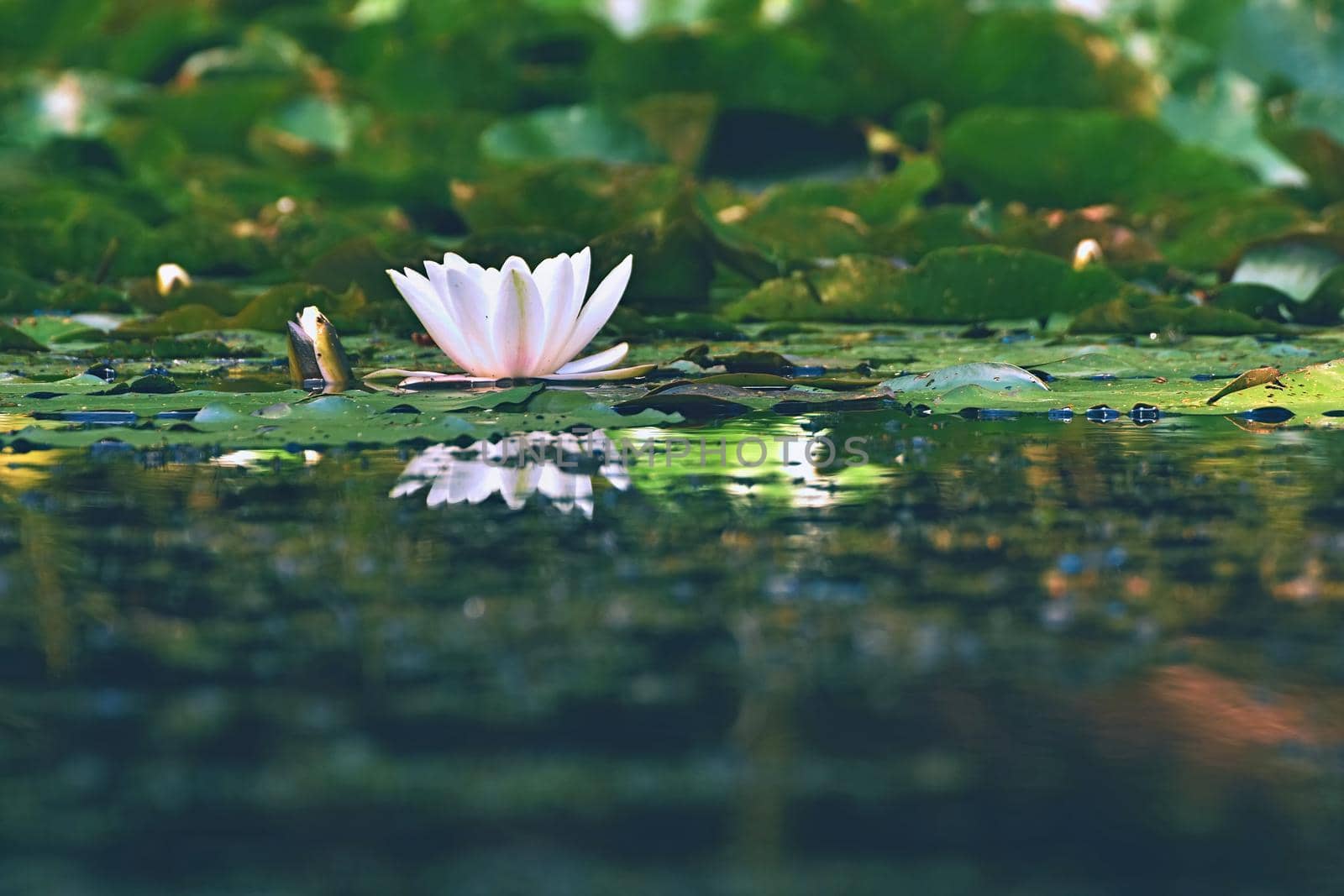 Beautiful blooming flower - white water lily on a pond. (Nymphaea alba) Natural colored blurred background.
Nature 