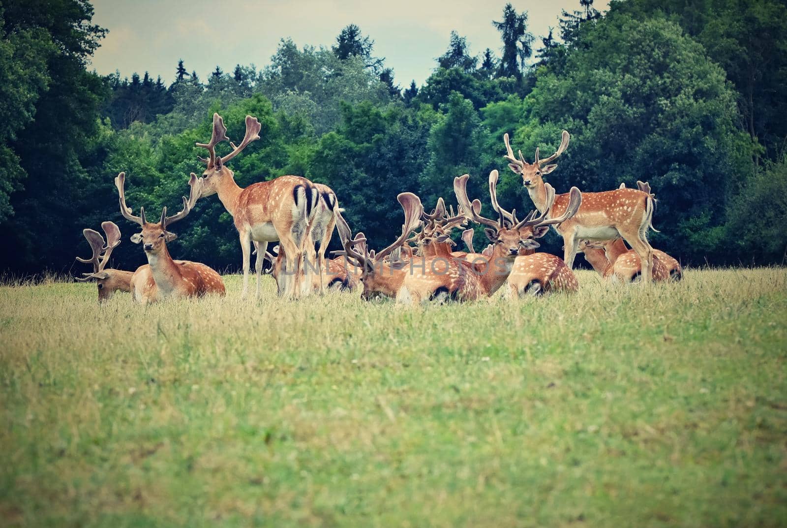 Fallow - fallow deer. (Dama dama ) Beautiful natural background with animals. Forest and nature with sunset.  by Montypeter