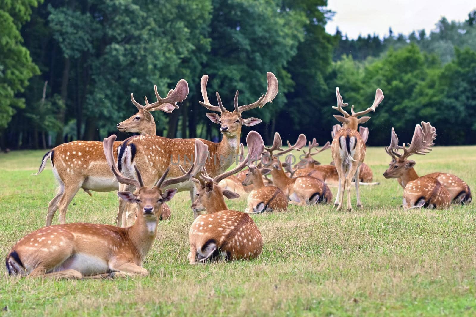 Fallow - fallow deer. (Dama dama ) Beautiful natural background with animals. Forest and sunset. Brno - Czech Republic - Europe. Animal - nature