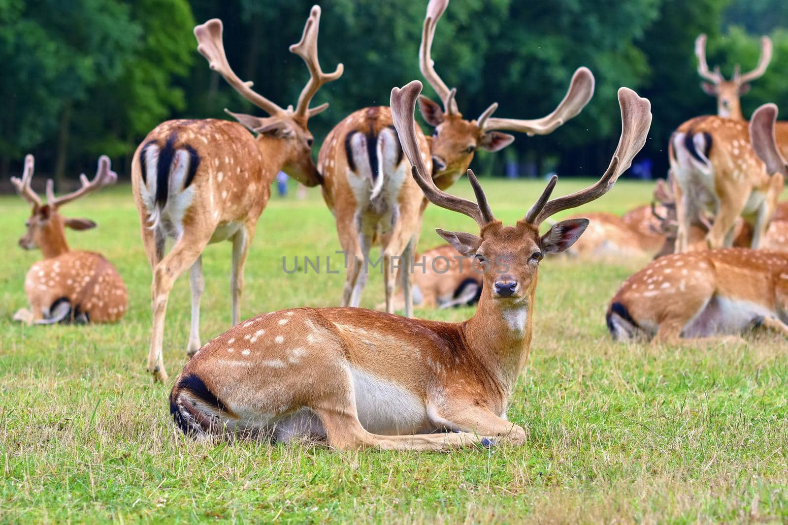 Fallow - fallow deer. (Dama dama ) Beautiful natural background with animals. Forest and nature with sunset.  by Montypeter