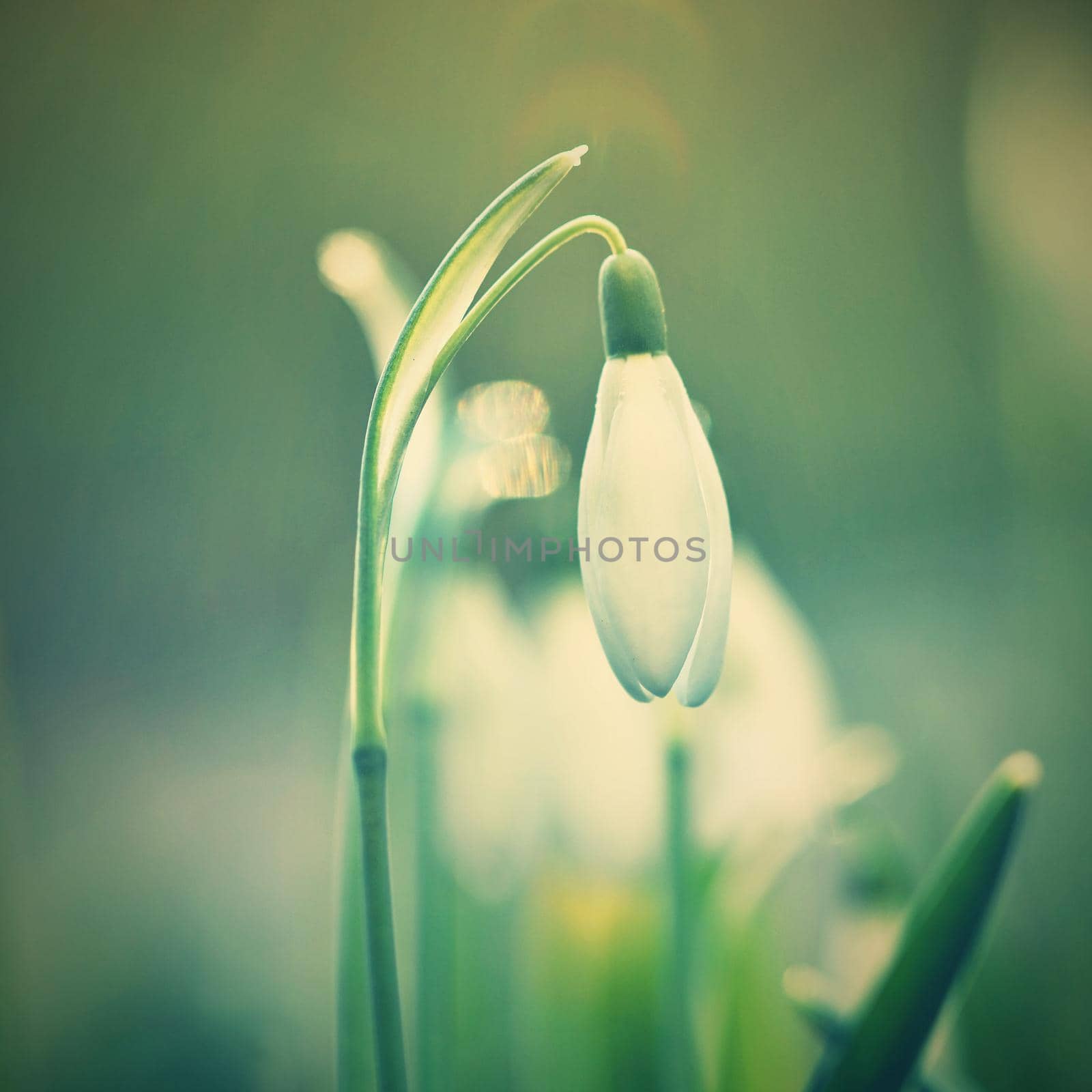 Spring flowers - snowdrops. Beautifully blooming in the grass at sunset. Amaryllidaceae - Galanthus nivalis