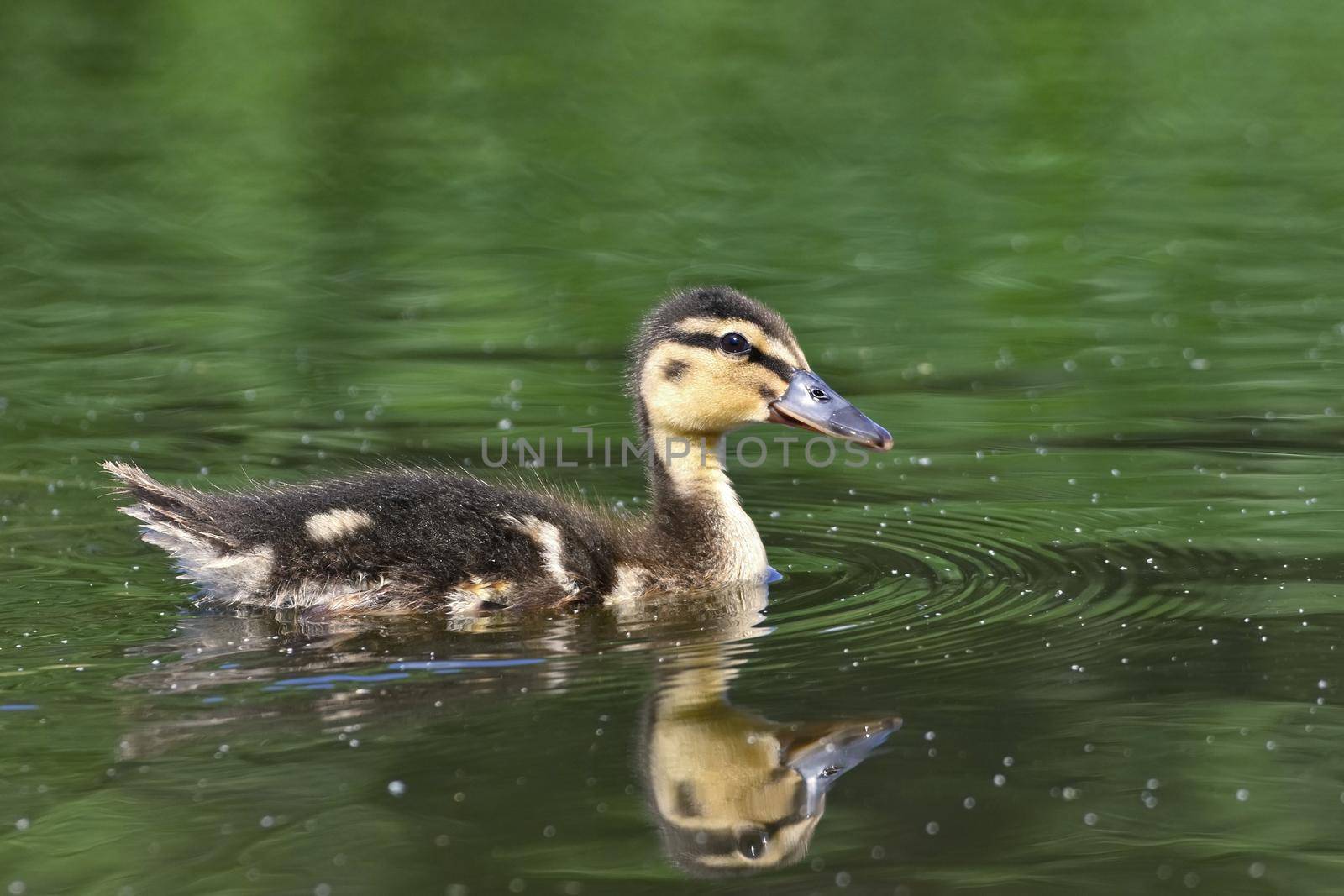 Small ducks on a pond. Fledglings mallards.(Anas platyrhynchos)