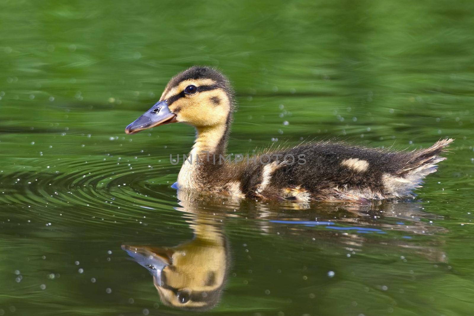 Small ducks on a pond. Fledglings mallards.(Anas platyrhynchos)