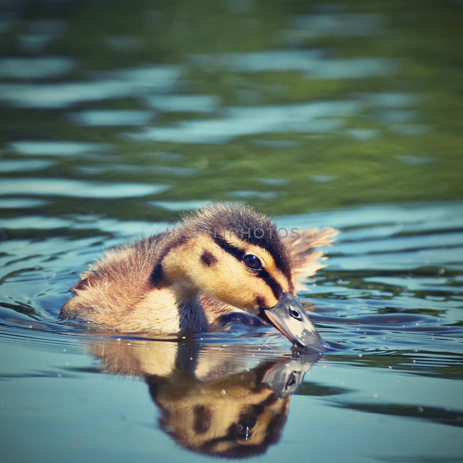 Small ducks on a pond. Fledglings mallards.(Anas platyrhynchos) by Montypeter