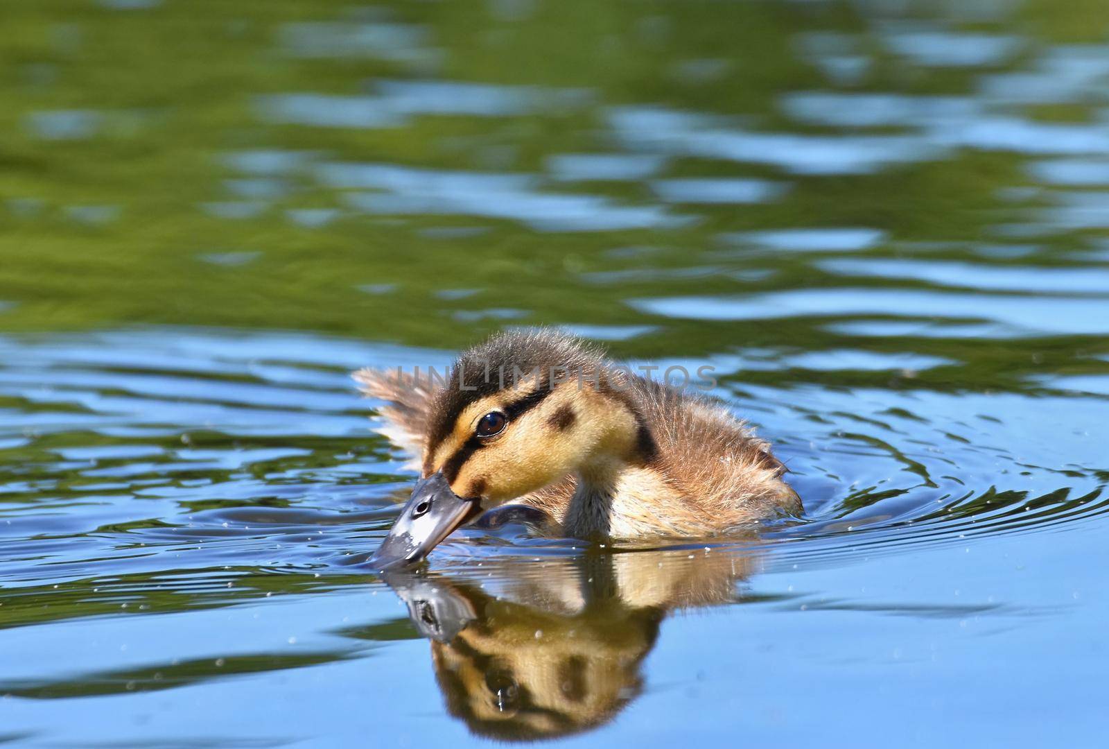 Small ducks on a pond. Fledglings mallards.(Anas platyrhynchos) by Montypeter