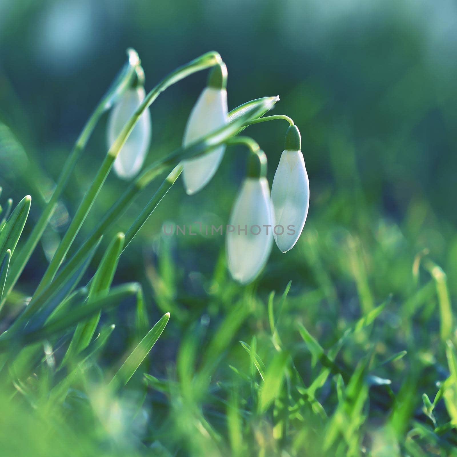 Spring flowers - snowdrops. Beautifully blooming in the grass at sunset. Amaryllidaceae - Galanthus nivalis by Montypeter