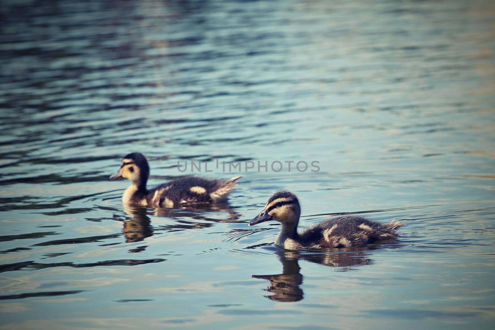 Small ducks on a pond. Fledglings mallards.(Anas platyrhynchos)