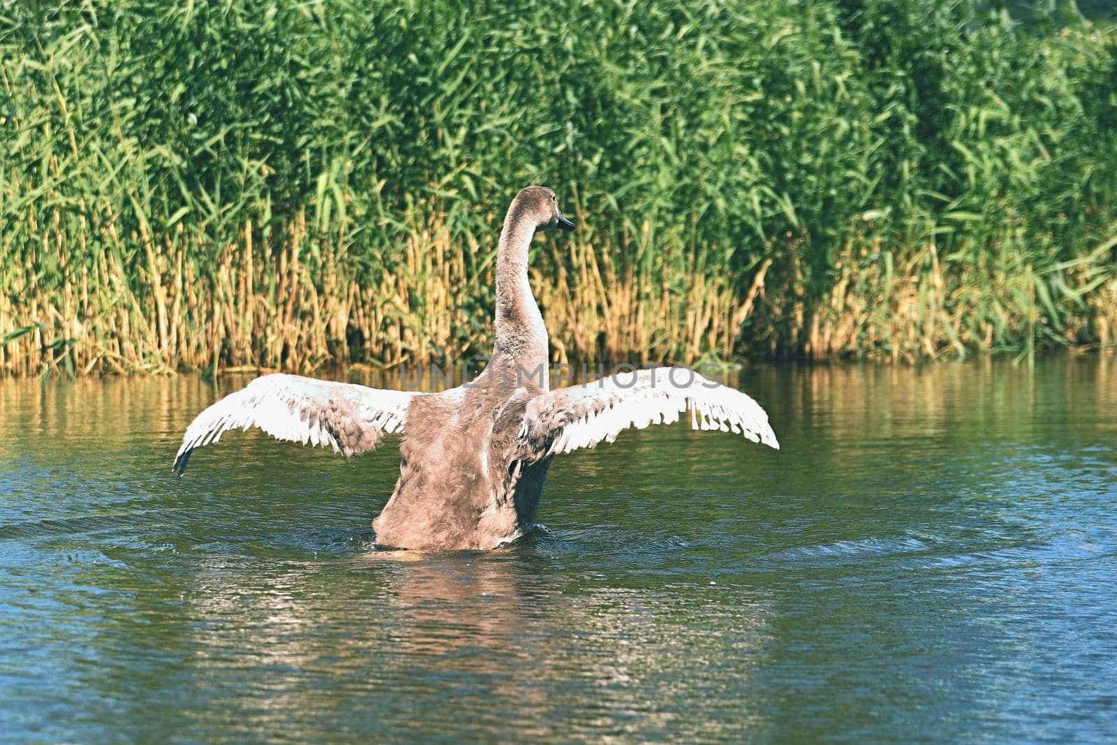 Beautifully young swan (Cygnus olor)