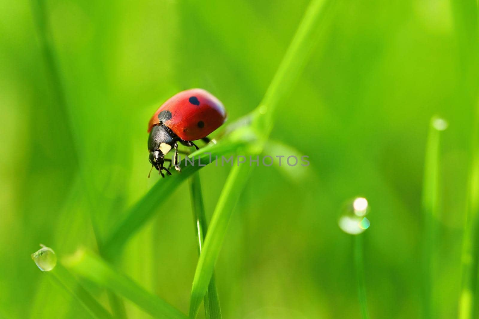 Beautiful color image of ladybugs in grass. Insect close up in nature. by Montypeter
