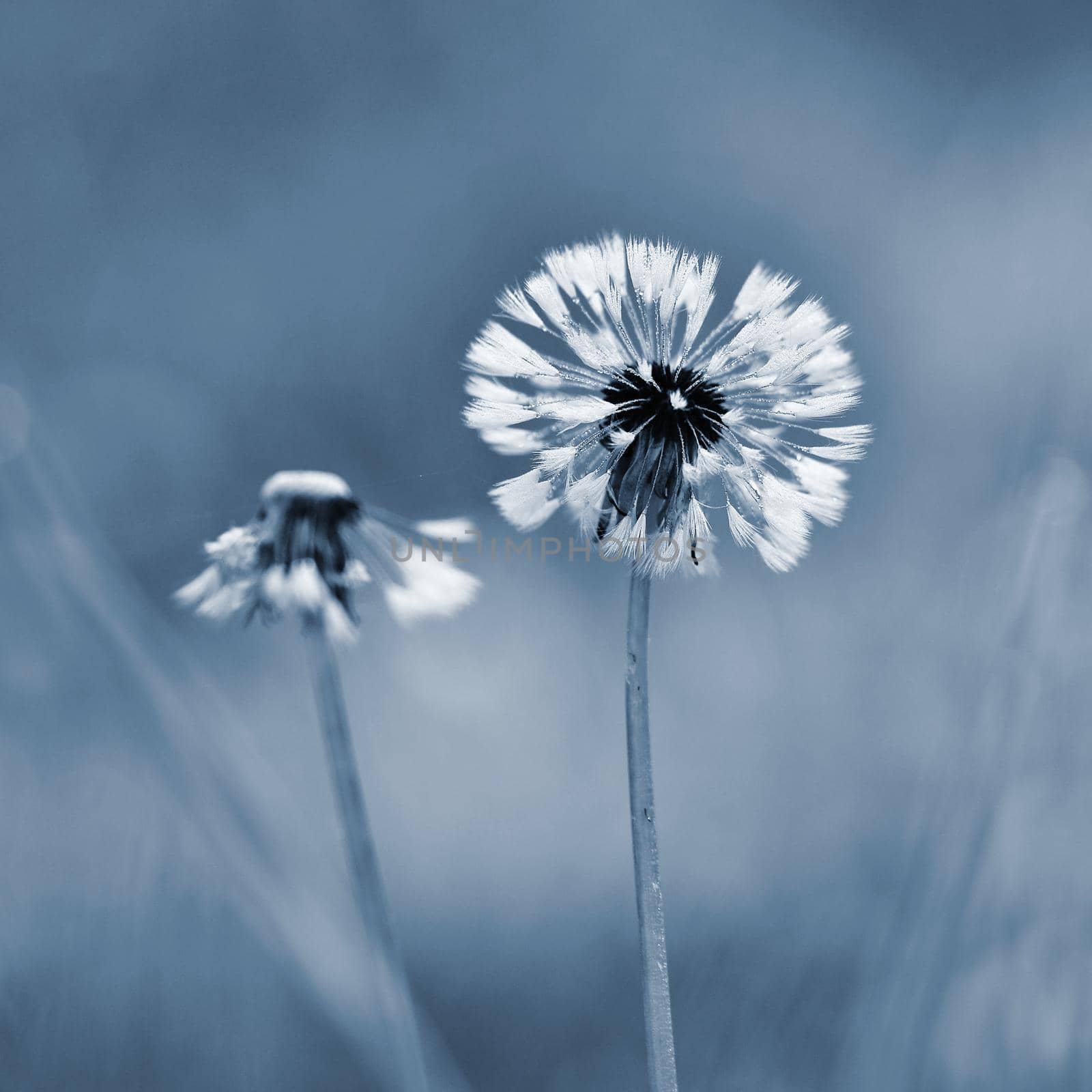 Beautiful wet dandelion morning in grass with dew. Blurred natural green background.