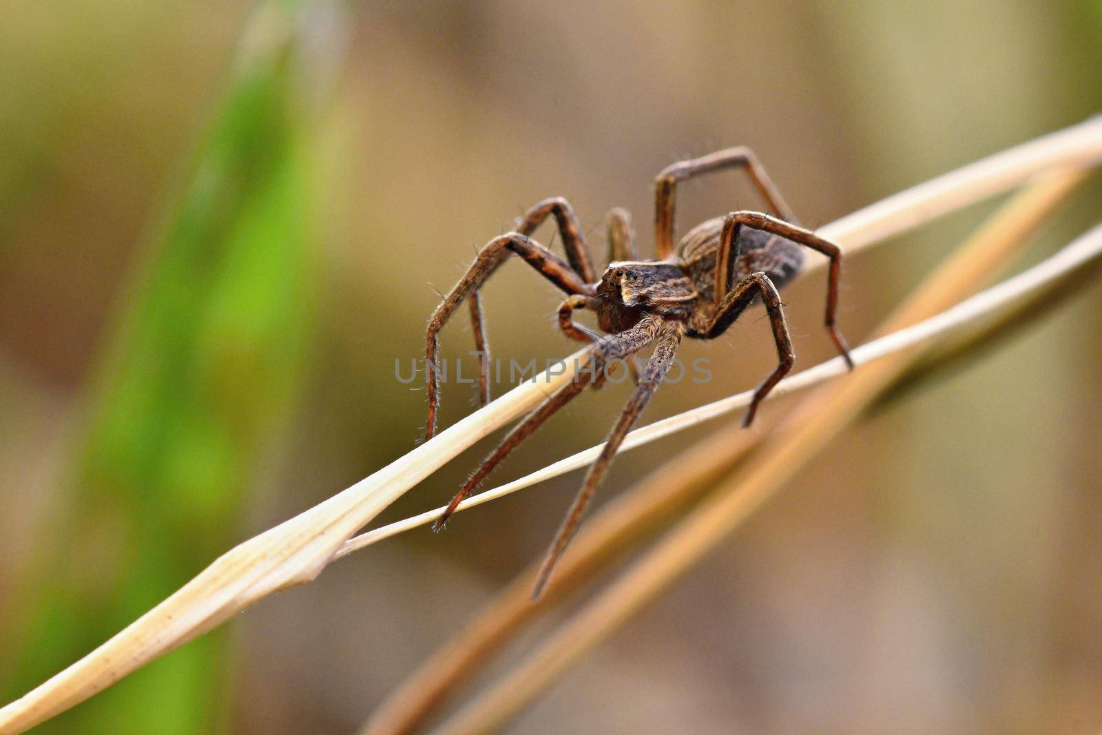 Beautiful macro shot of spider in grass. by Montypeter